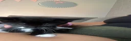 Mixed Breed cats for sale: Mixed litter ready for their forever home in Blandford Forum - Advert 7