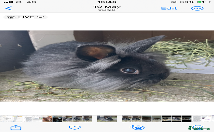 Netherland Dwarf rabbits - Advert 13