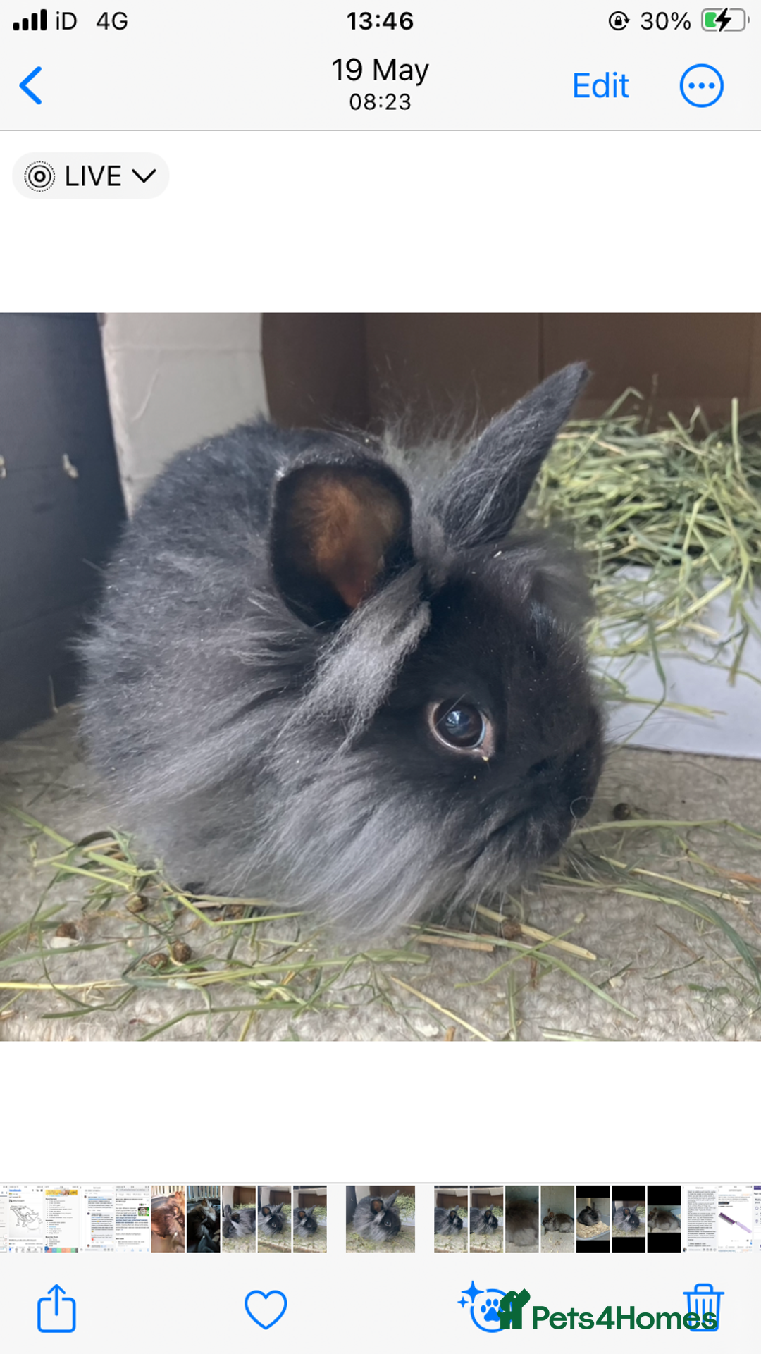 Netherland Dwarf rabbits for sale: 2 Female double lion head/Netherland dwarf rabbits - Image 1