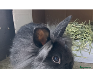 Netherland Dwarf rabbits - Advert 2