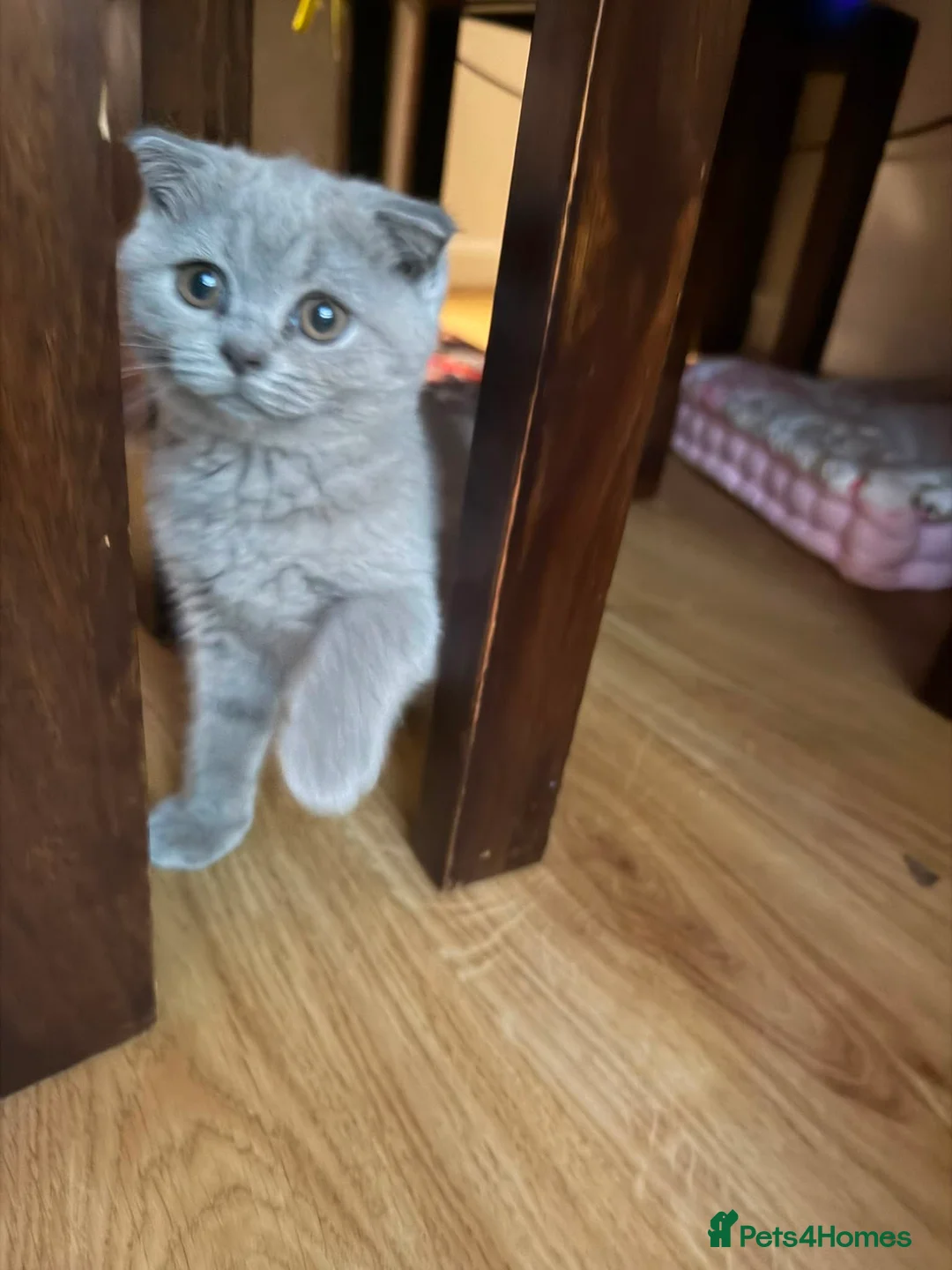 British Shorthair cats for sale: Beautiful Male British Shorthair Kitten  - Advert 2