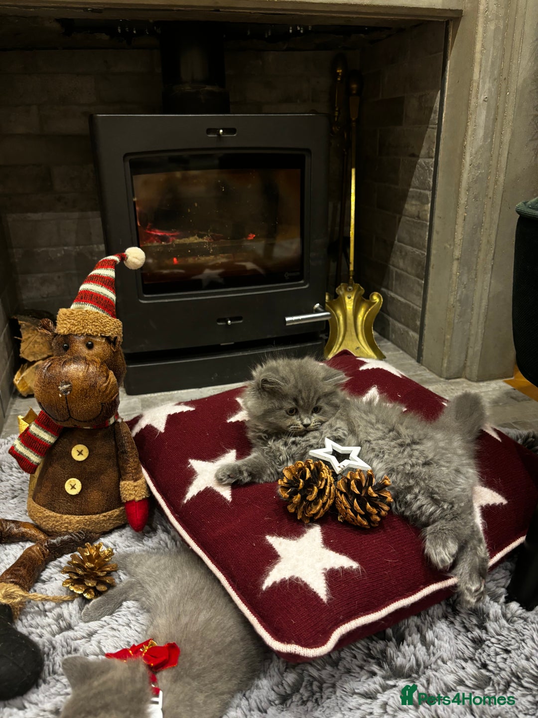 British Shorthair cats for sale: British Shorthair Kittens - Advert 4