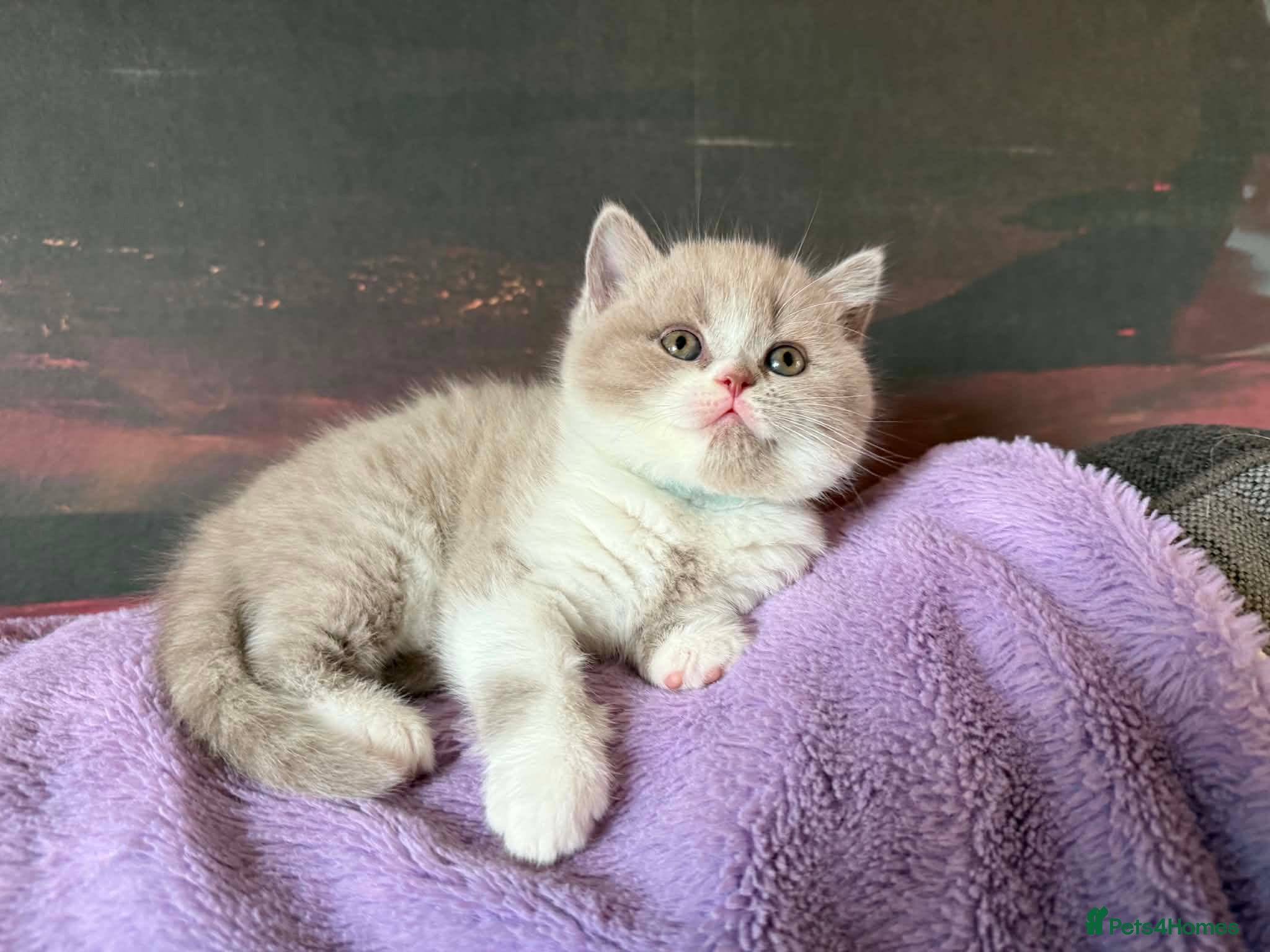 British Shorthair cats Kittens BSH/BLH - Advert 2