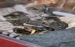 Bengal cats for sale: Bengal Kittens - Image 2