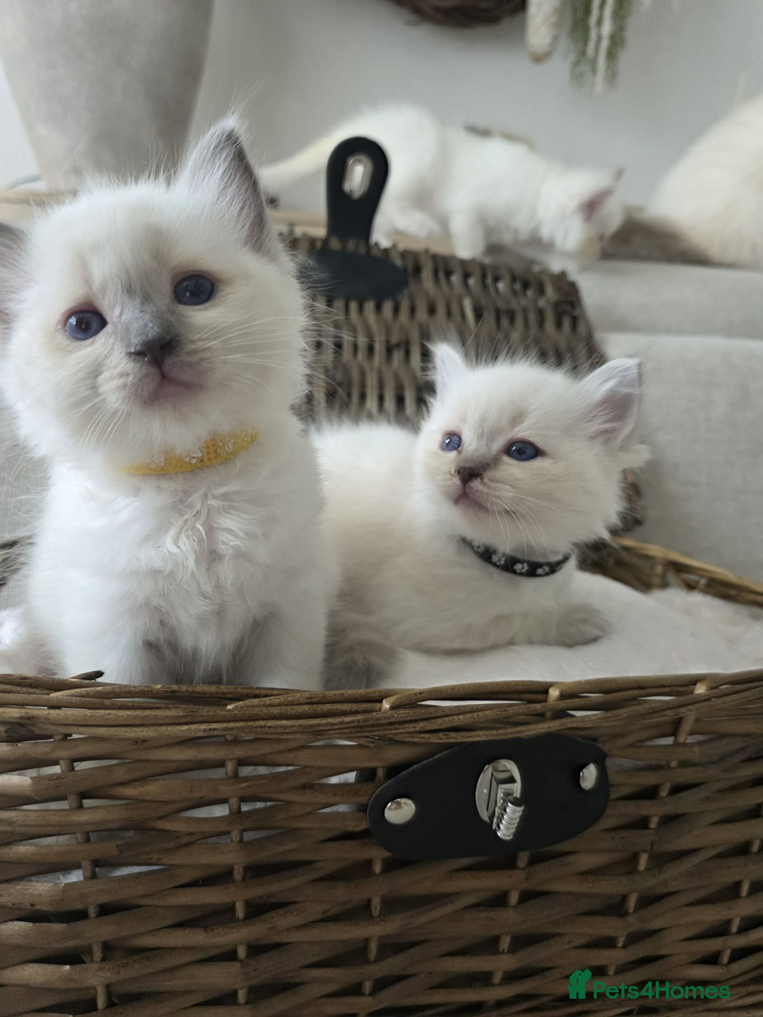 Ragdoll cats for sale: ✨RARE ALL LILAC LITTER GCCF&TICA Ragdoll Kittens✨ - Advert 33