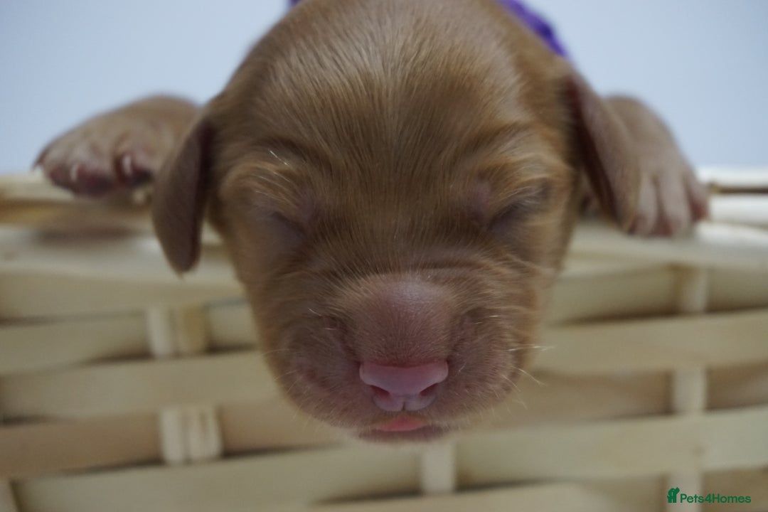 Mixed Breed dogs for sale: Golden Cocker Spaniel  - Image 11