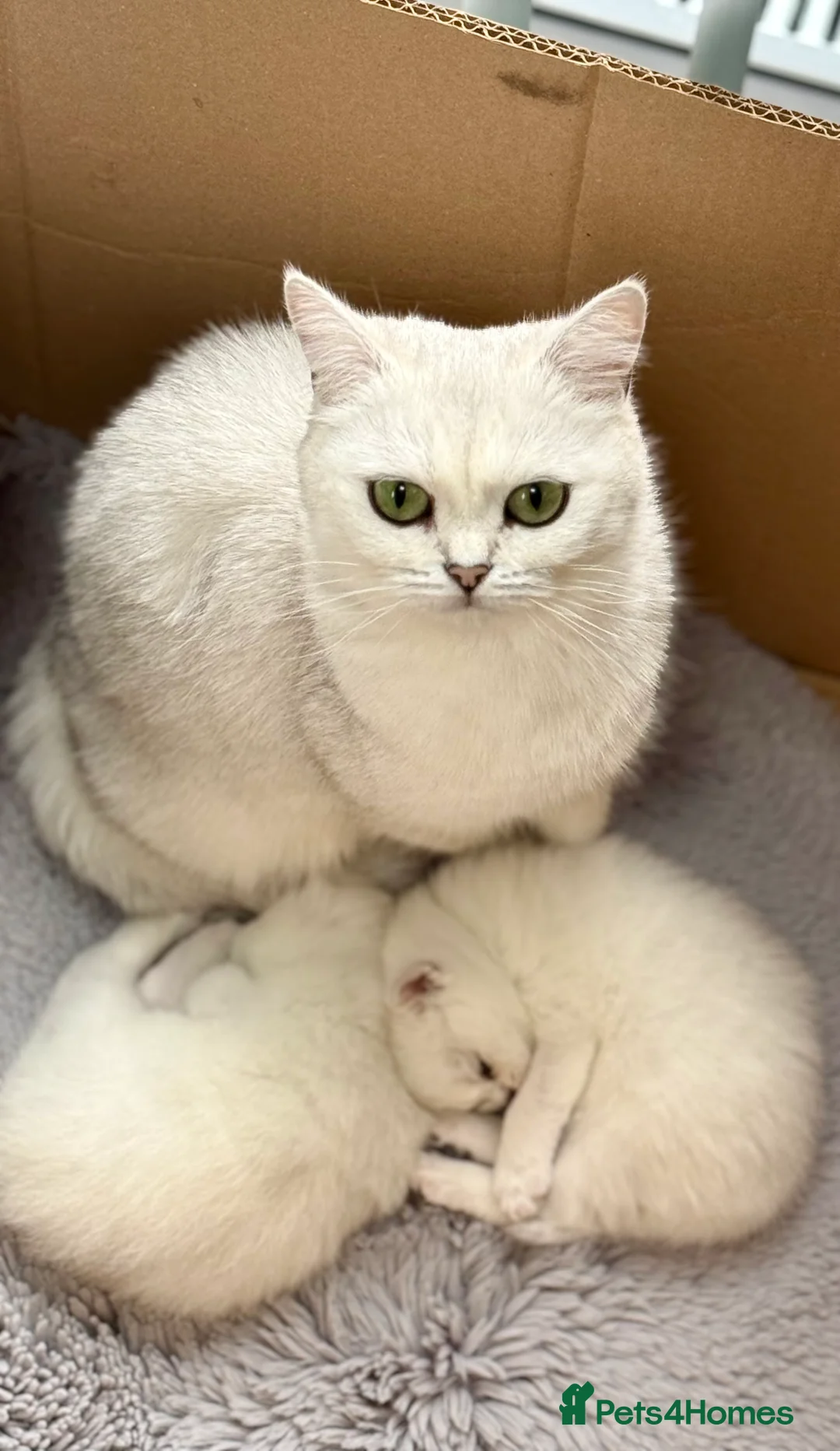 British Shorthair cats for sale: BSH British Shorthair black tipped(silver shaded) - Advert 10