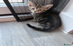 Mixed Breed cats for sale: Kittens for sale  - Image 15