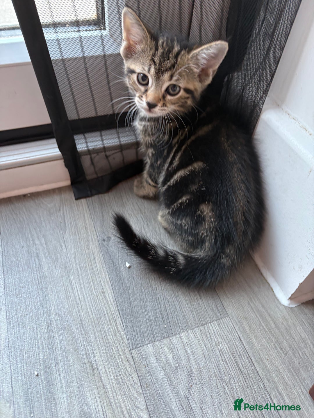 Mixed Breed cats for sale: Kittens for sale  - Image 15