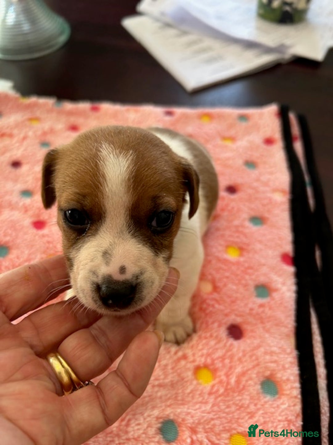 Jack Russell dogs for sale: Quality Smooth Coated Short Legged JRT's - Image 4