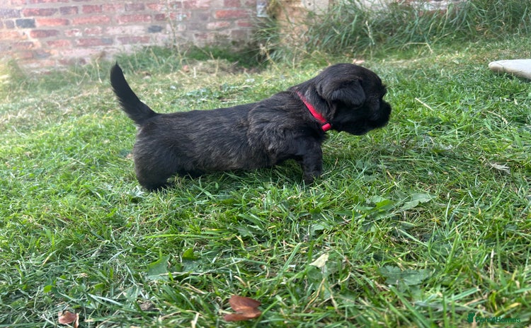 Glen of Imaal Terrier dogs - Advert 1