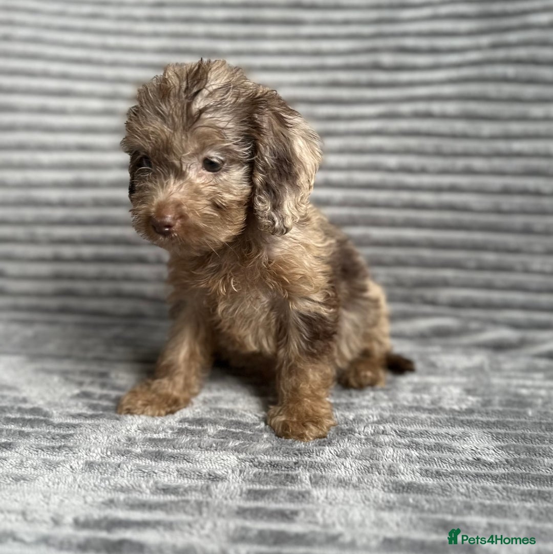 Cockapoo dogs for sale: Beautiful cockapoos looking for forever homes - Image 5