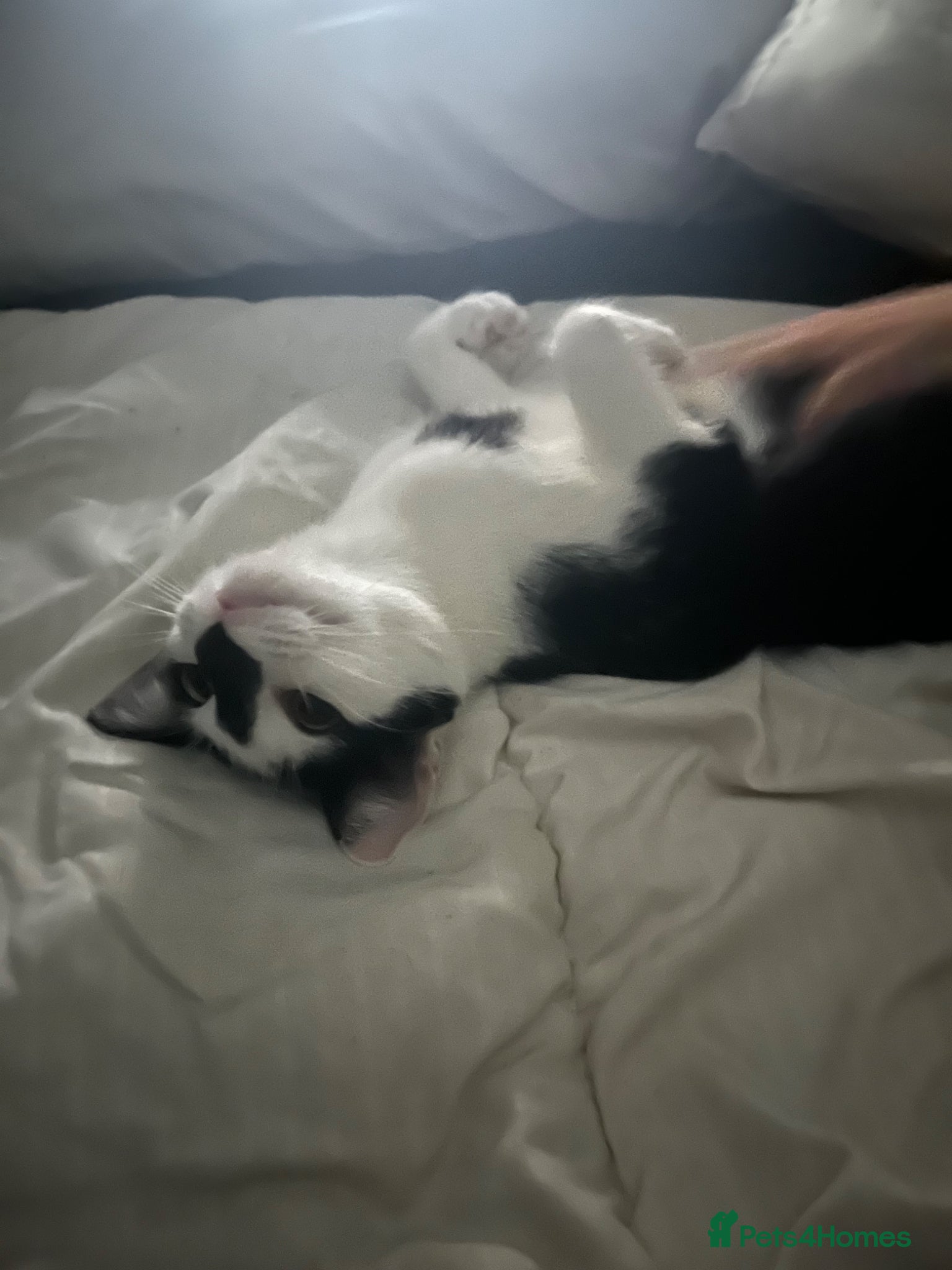 Domestic Shorthair cats 1 year old female black and white cat - Advert 4