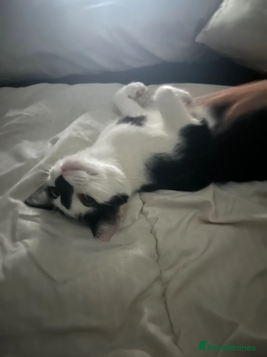 Domestic Shorthair cats for sale: 1 year old female black and white cat - Advert 1