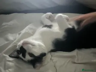 Domestic Shorthair cats 1 year old female black and white cat - Advert 4