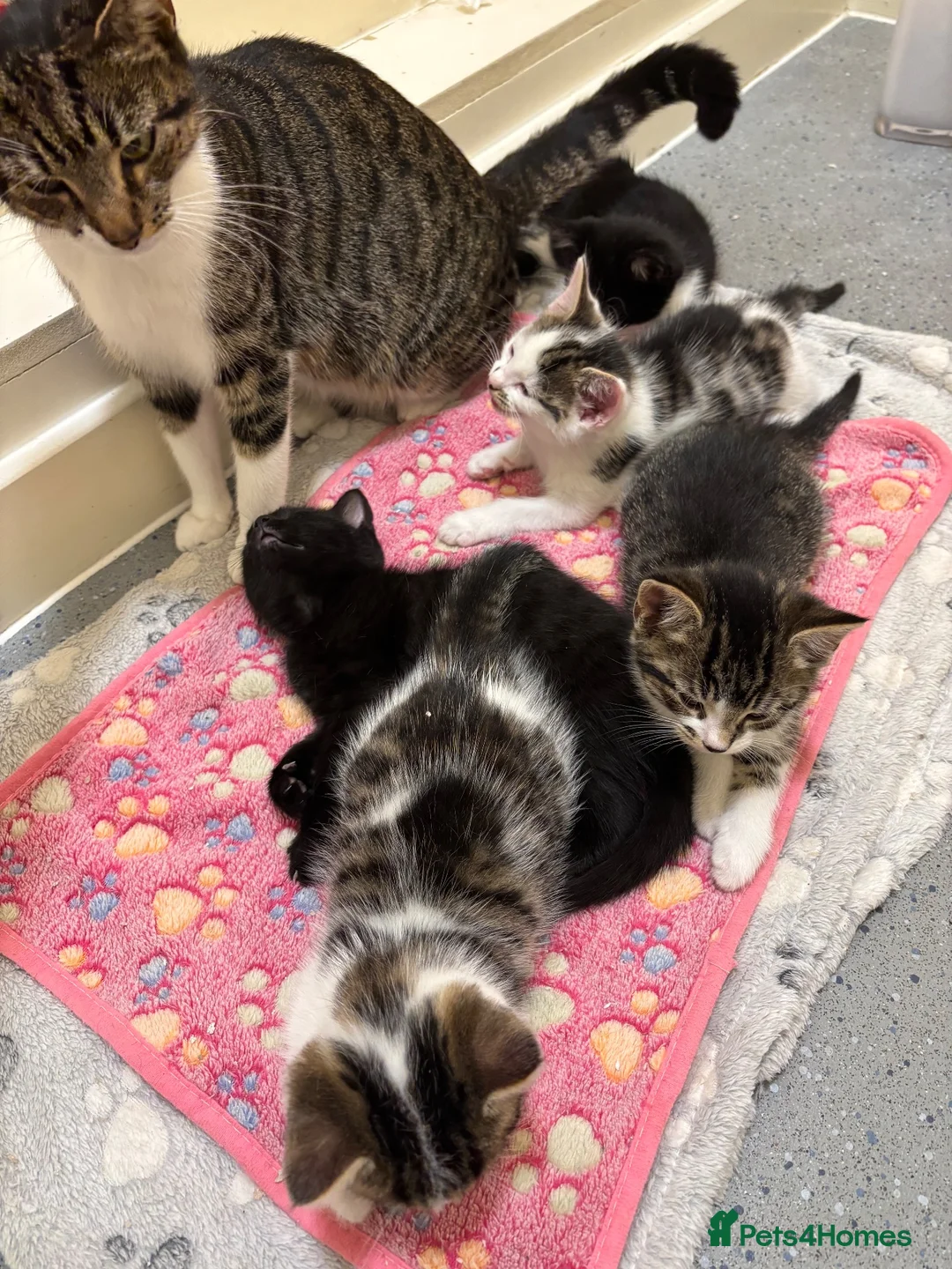 Mixed Breed cats for sale: 5 cute kittens - MALE AND FEMALE - Advert 1