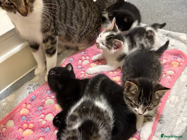 Mixed Breed cats 5 cute kittens - MALE AND FEMALE - Advert 8