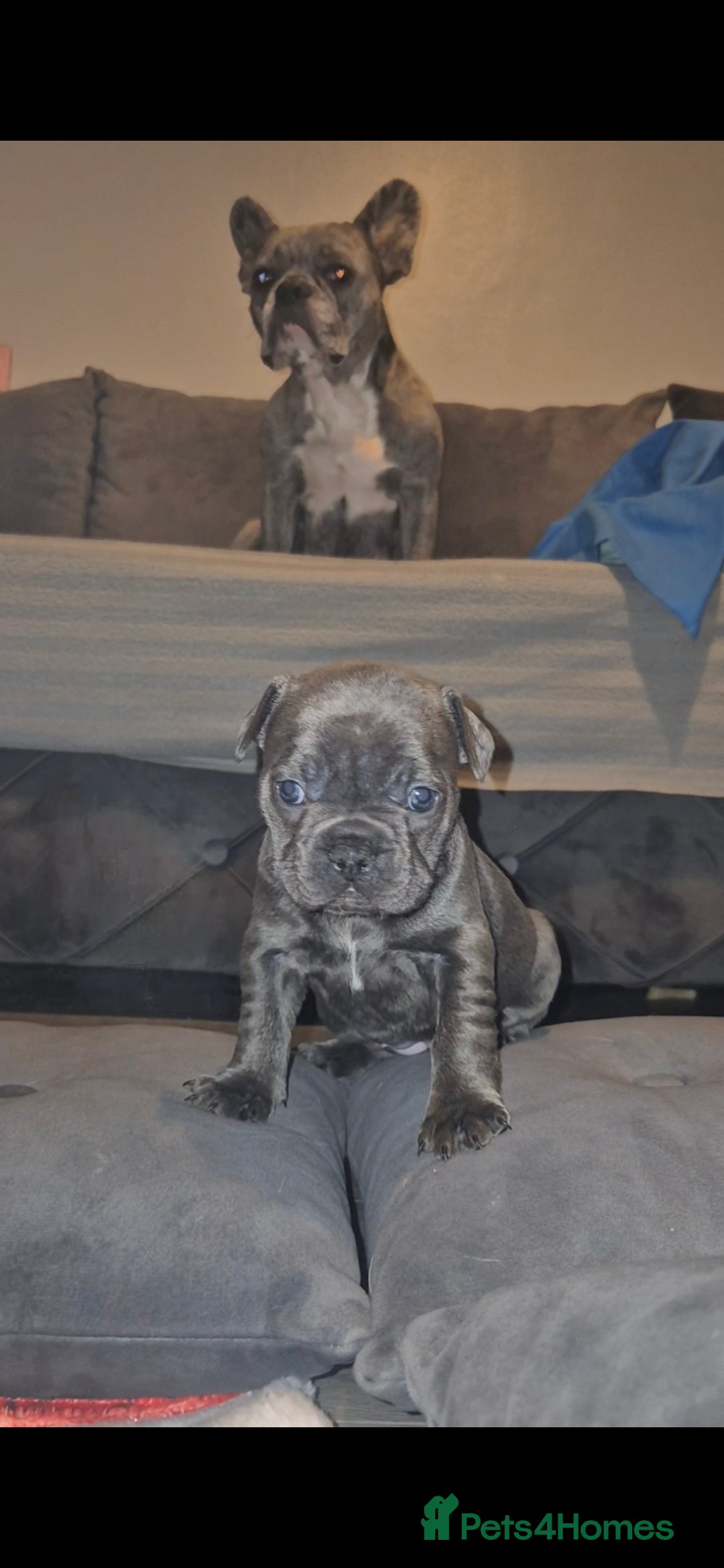 French Bulldog dogs for sale: DWKC beautiful French bulldogs prices negotiable - Advert 16