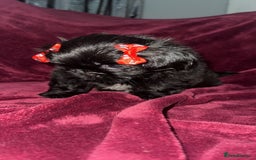 Shih Tzu dogs for sale: Shih Tzu Puppies  - Image 8