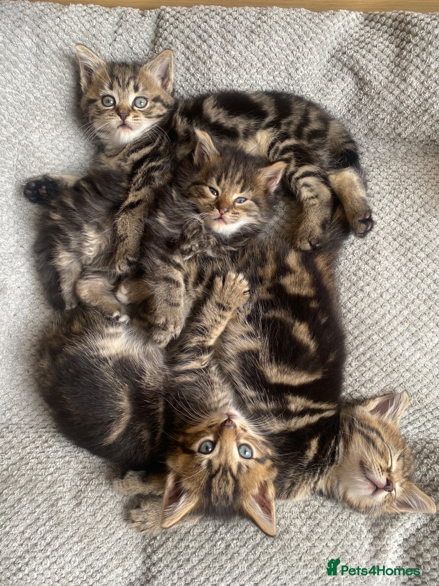 Mixed Breed cats 5 Adorable kittens ready for a new home ❤️ - Advert 5