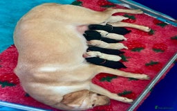 Labrador Retriever dogs for sale: Field Trial Bred Labrador - 1 Dog Pup available  - Image 2