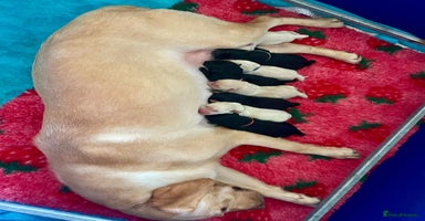 Labrador Retriever dogs - Advert 3