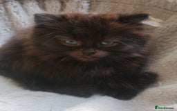 Mixed Breed cats for sale: Fluffy black kittens  - Image 9