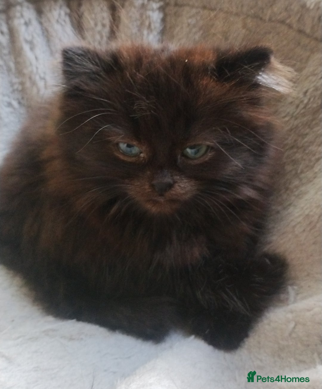 Mixed Breed cats for sale: Fluffy black kittens  - Image 9