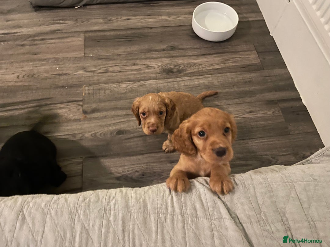 Cocker Spaniel dogs for sale: KC registered cocker spaniel puppies for sale  - Advert 15