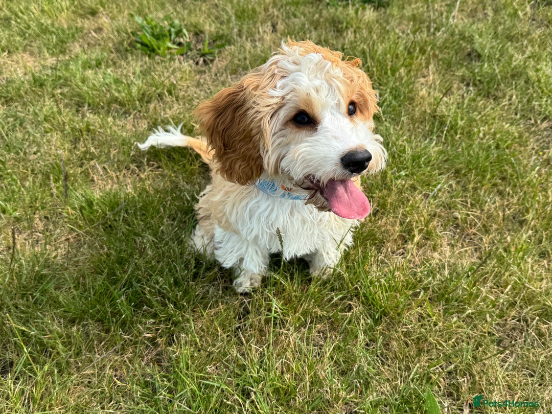 Mixed Breed dogs for sale: Cockapoo X Puppy - 7 Months (Female) in Aylesbury - Image 2