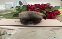 Pekingese dogs for sale: Top Quality Pekingese puppies  in Rugby - Image 13
