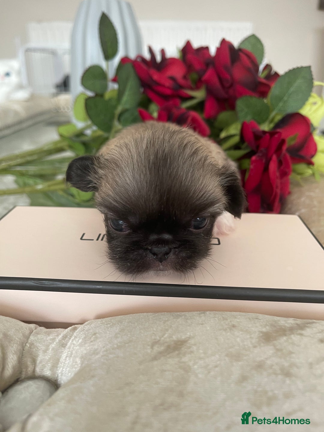 Pekingese dogs for sale: Top Quality Pekingese puppies  in Rugby - Image 13