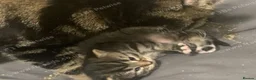 Mixed Breed cats for sale: Bengal x tabby  - Advert 6