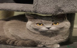 British Shorthair cats for sale: British short hr - Image 6