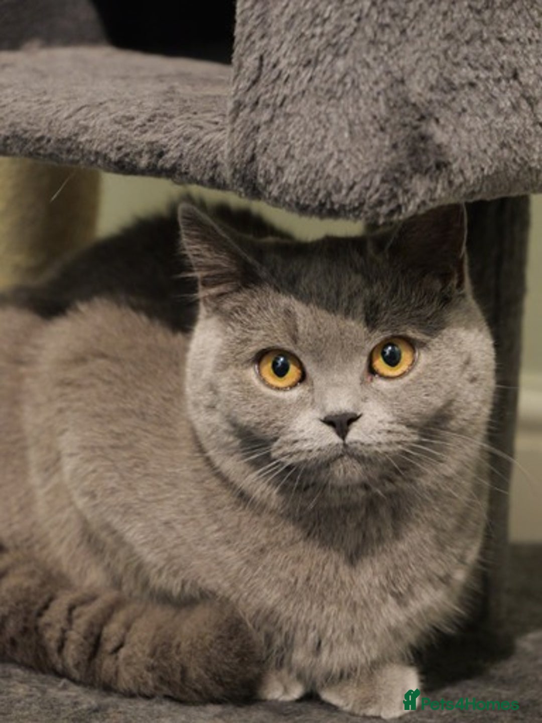British Shorthair cats for sale: British short hr - Image 6