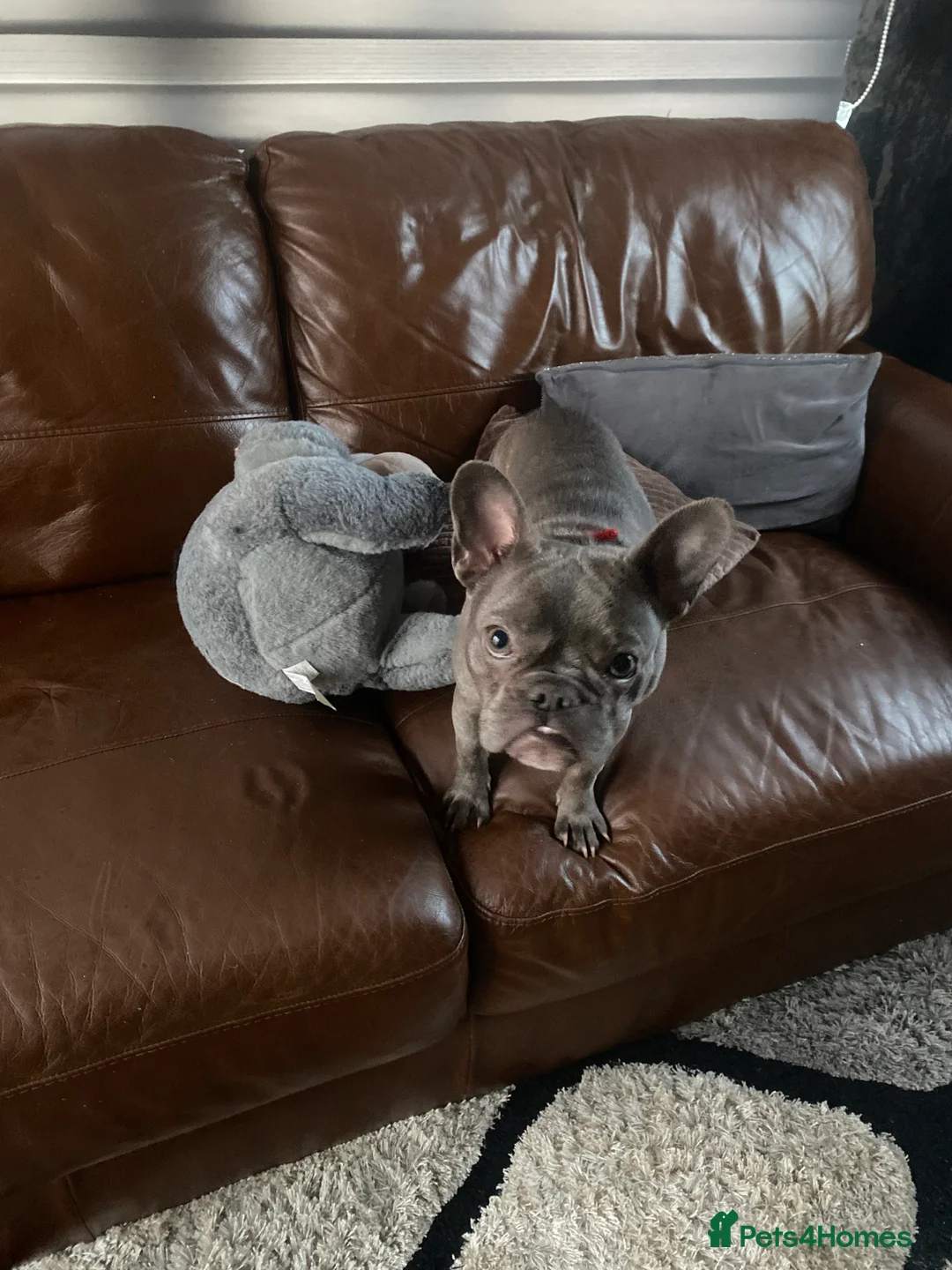 French Bulldog dogs for sale: French bulldog - Advert 5