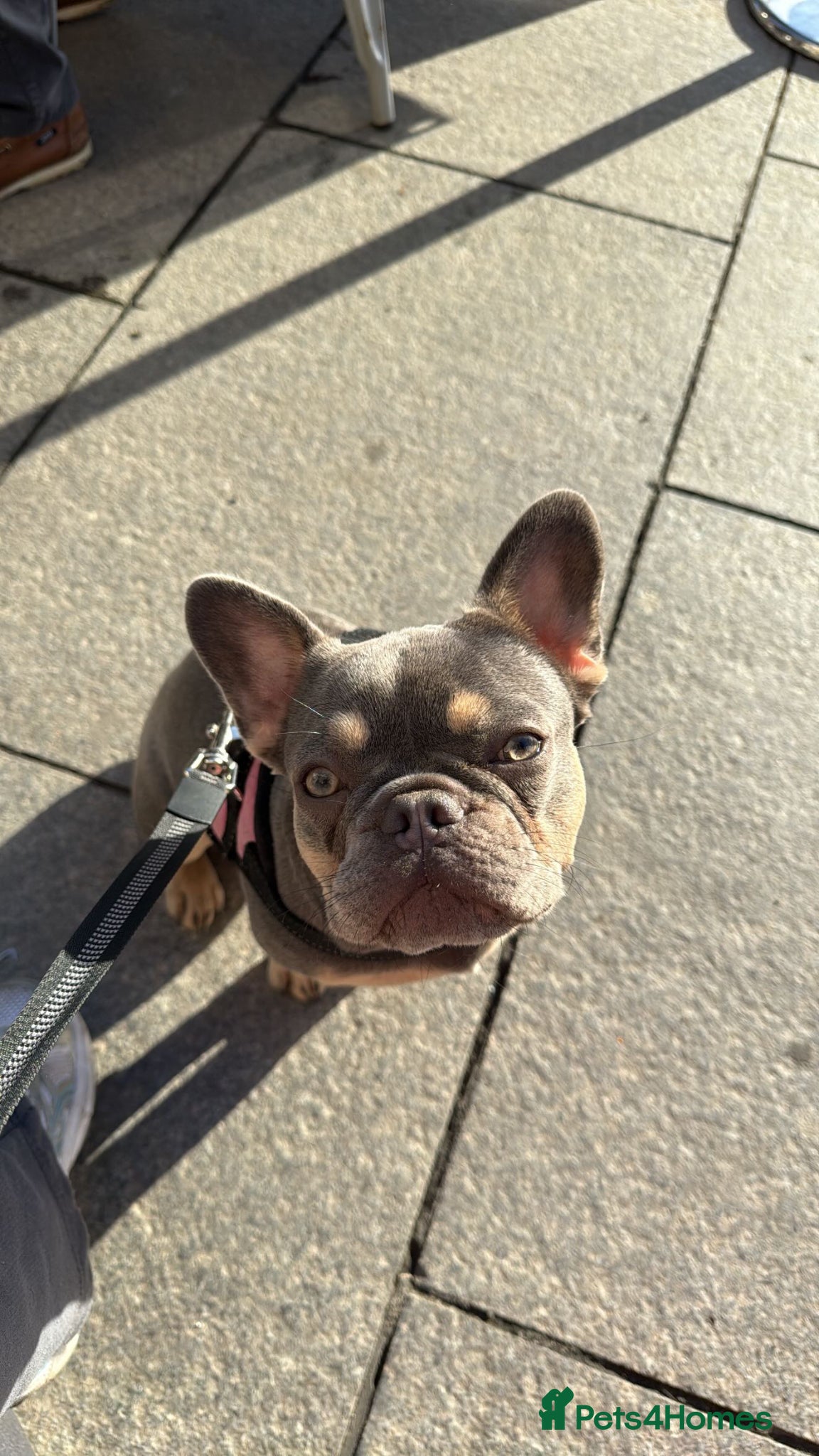 French Bulldog dogs French bulldog named Luna  - Advert 2