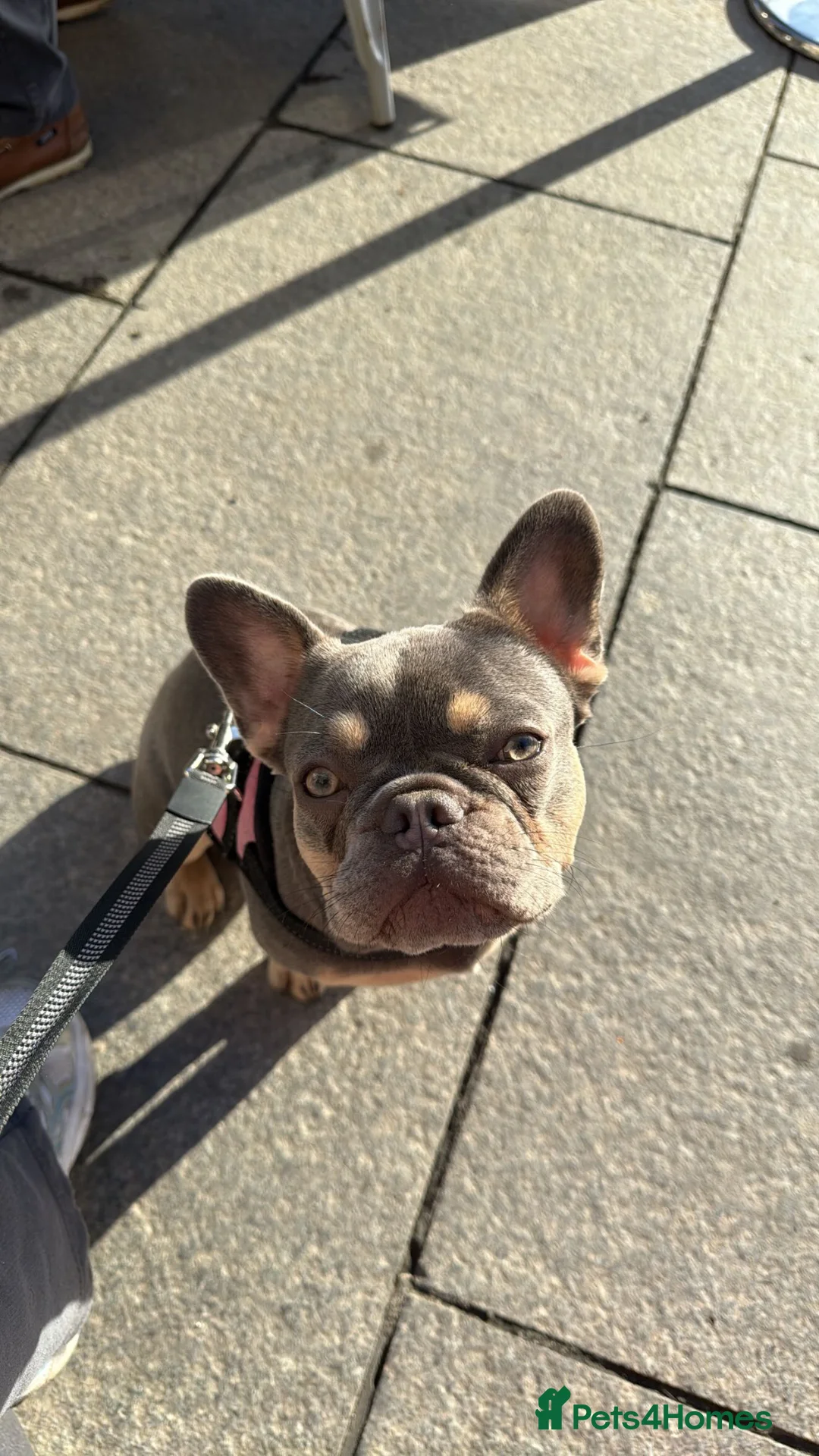 French Bulldog dogs for sale: French bulldog named Luna  in Twickenham - Advert 1