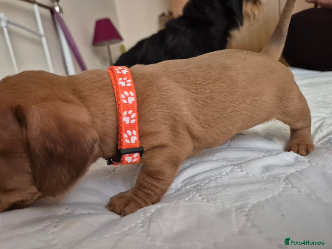 Dachshund dogs for sale: Smooth Haired Dachshund puppies - Advert 29