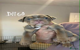 Olde English Bulldogge dogs for sale: 07496730941 : lilac tri Olde English Bulldogges - Image 16