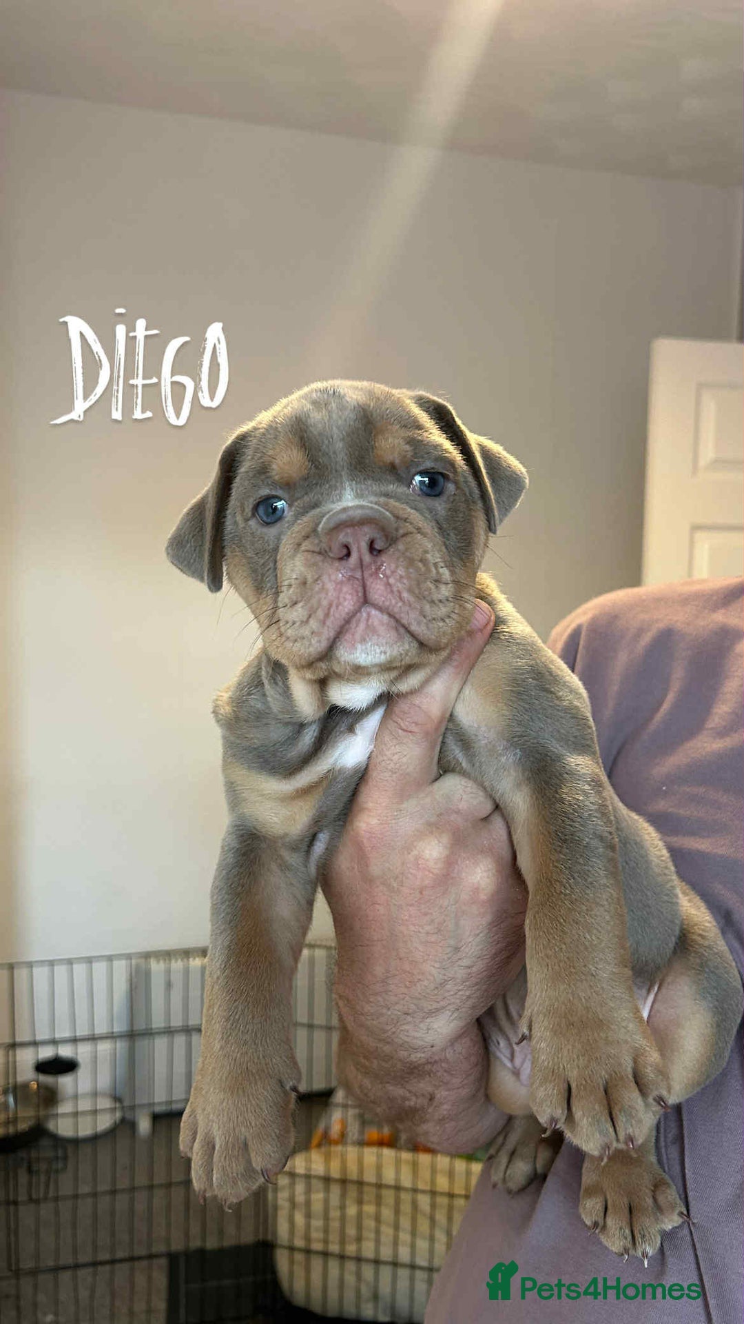 Olde English Bulldogge dogs for sale: 07496730941 : lilac tri Olde English Bulldogges - Image 16