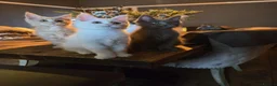 Maine Coon cats for sale: 3 Males available 1 Blue 1 Cream 1 Cream smoke  - Advert 8