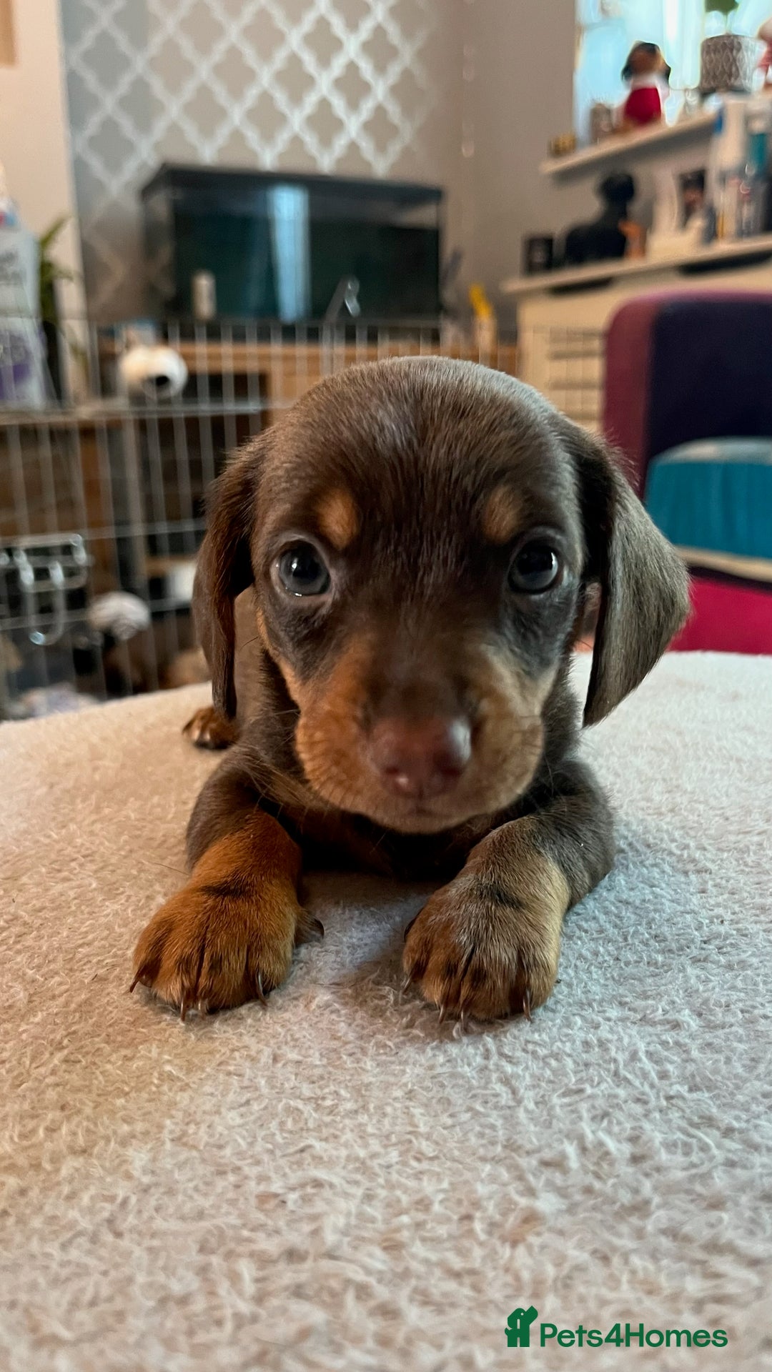 Dachshund dogs for sale: Dachshund puppies for sale - Image 10