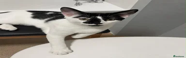 Niko