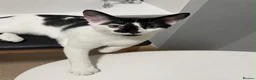Norwegian Forest Cat cats for sale: Cats looking for a new home - Advert 3