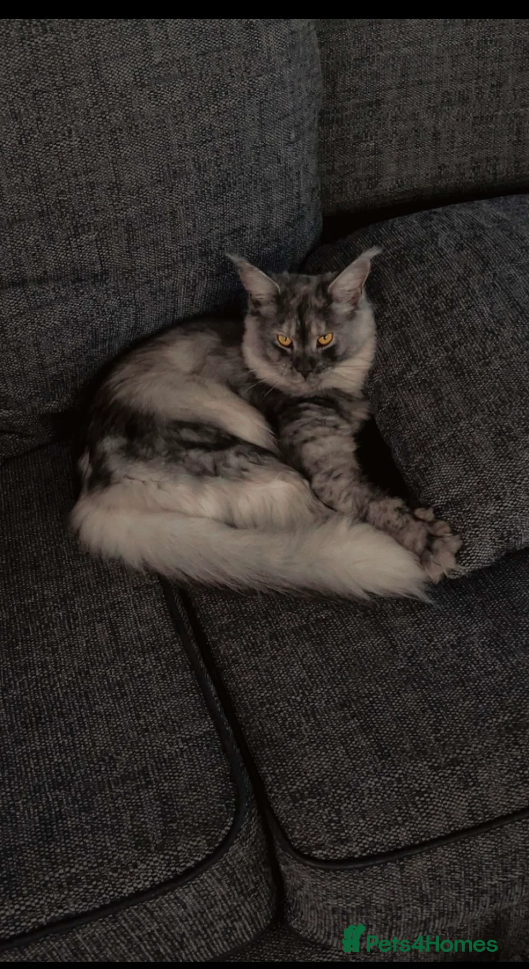 Maine Coon cats for sale: Active Black Smoke Shaded Queen For Sale - Advert 4