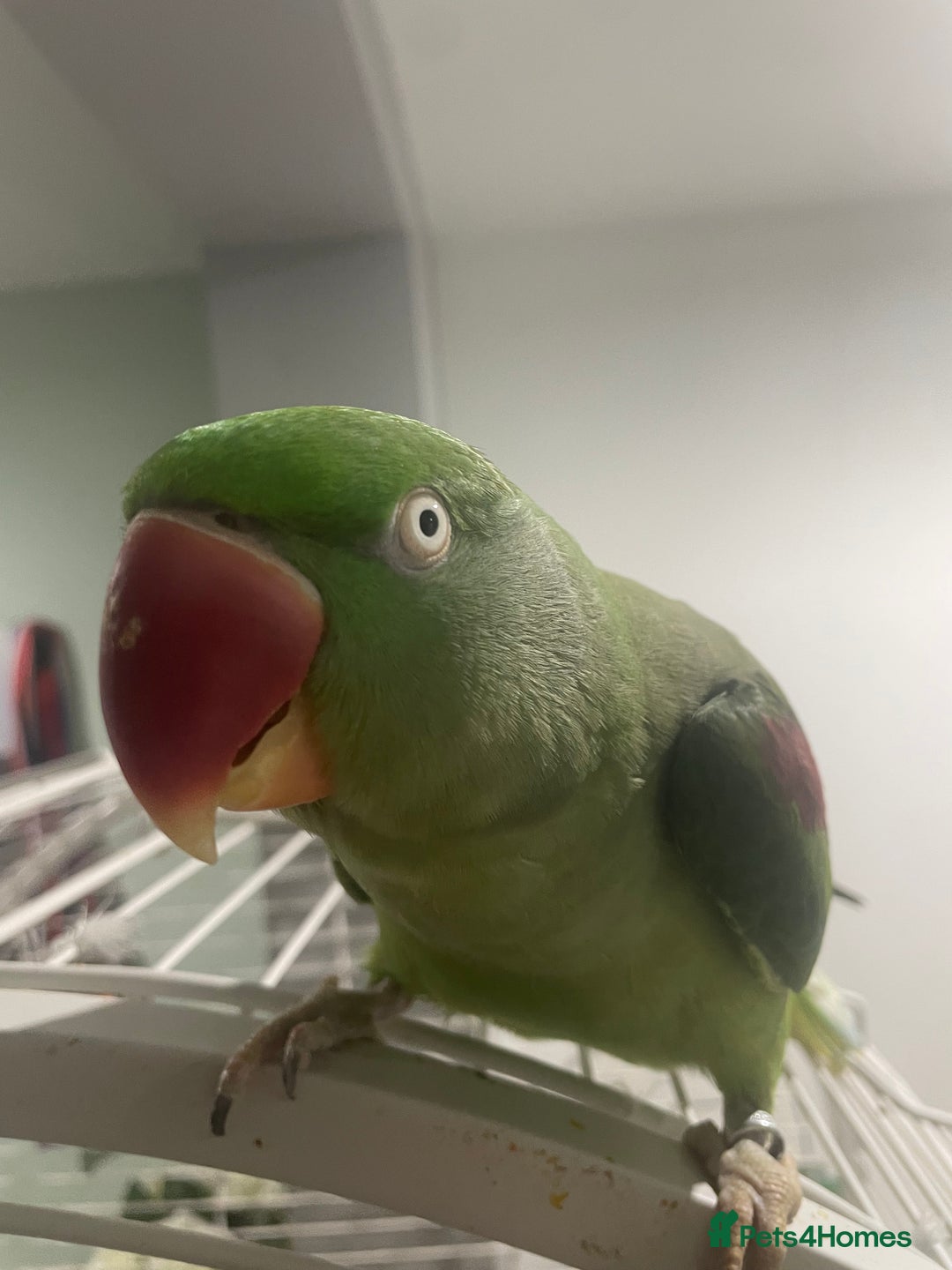Parrots birds for sale: Stunning female alexandrine IVY - Advert 2