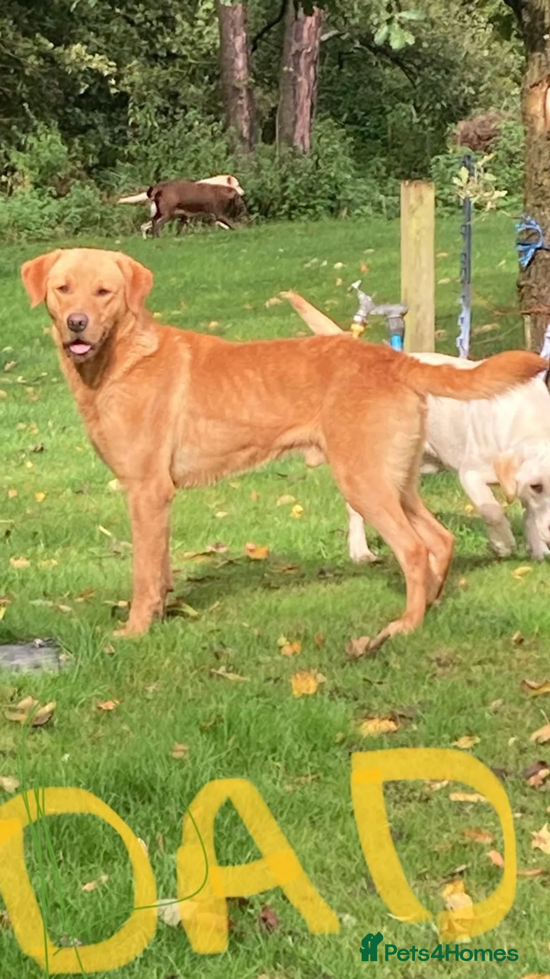 Labrador Retriever dogs for sale: Yellow/Fox Red Labrador puppies - Advert 4