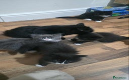 Mixed Breed cats for sale: Lovely Persian mix kittens - Image 15
