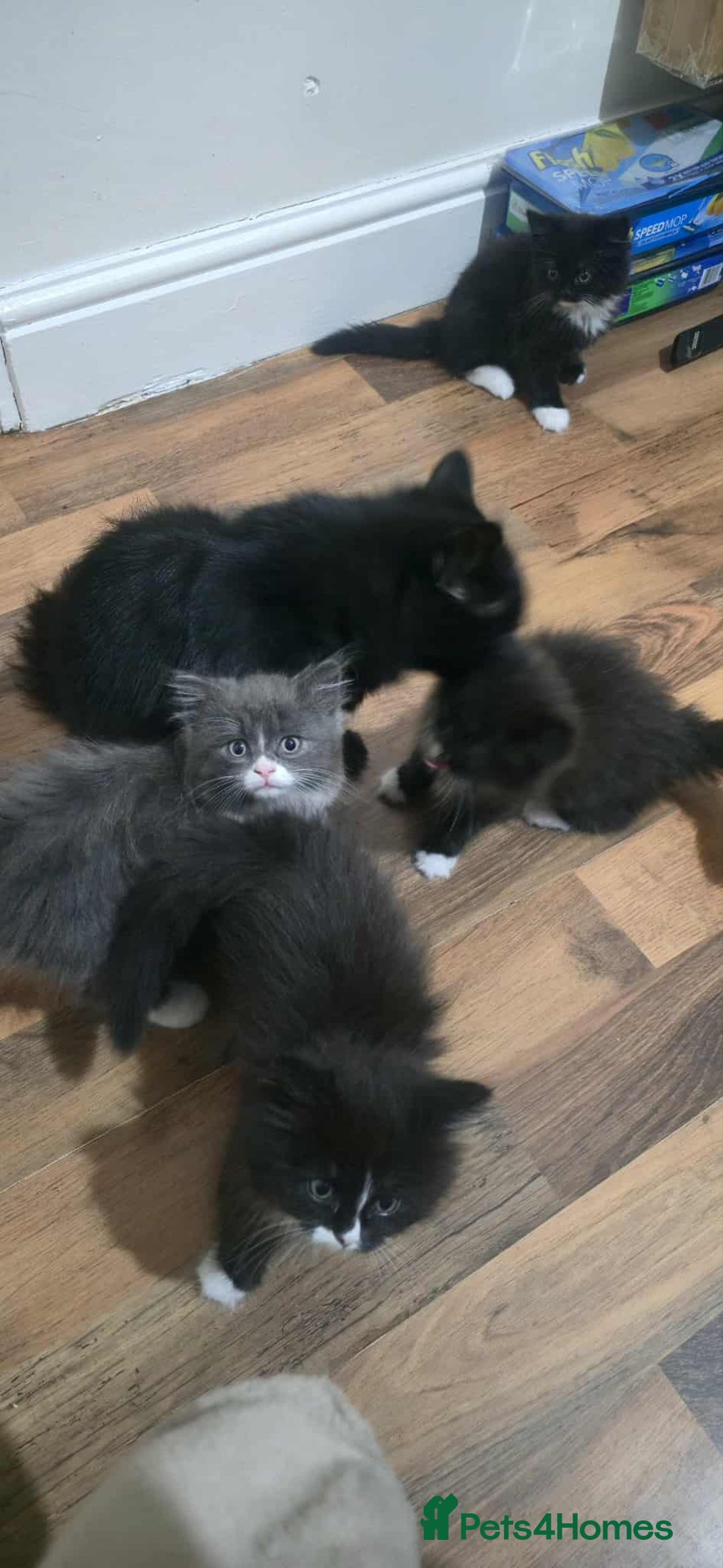 Mixed Breed cats for sale: Lovely Persian mix kittens - Image 15